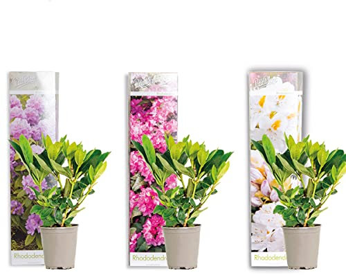 Bloomique - Lot de 3 - Rhododendron - Violet, Rose, Blanc - Persistant - Rustique - Plantes de jardin - Hauteur 15-20 cm - Pot 9 cm