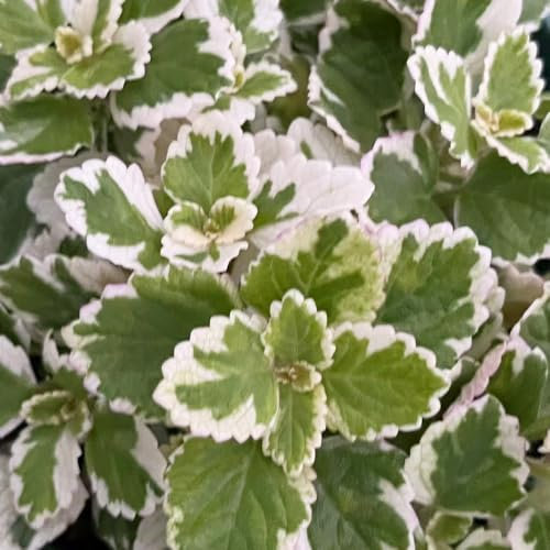 blumensamen, Plectranthus glabratus samen stauden garten kräutergarten gartenblumen, kräutersamen zimmerpflanzen, bonsai Seltene Pflanzen Serie ziergras draußen grünpflanzen, exotische 200pcs