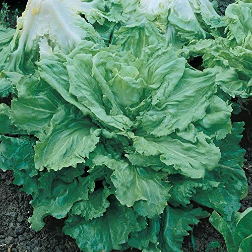 1000 Endive Seeds Broadleaf Batavian Escarole Heirloom - Non-GMO, Open Pollinated, US Grown Seed