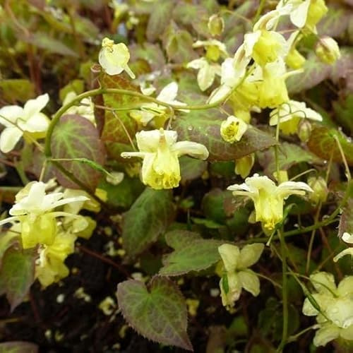 6x Fiore degli elfi – Epimedium × versicolor 'Sulphureum' – Vaso 9x9 cm – fioritura giallo zolfo