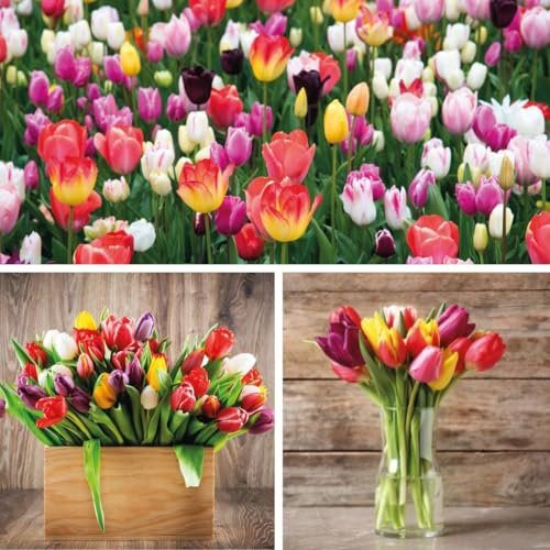 Triumph Tulip Bulbs Mixed x 80 – Vibrant Spring Blooms – Hardy, Easy to Grow Tulips for Garden Borders & Containers – Ideal for Cut Flowers – by Thompson and Morgan