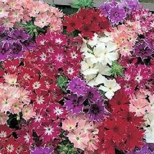 Semi Phlox Phlox Petticoat Mix 200 grani : grani