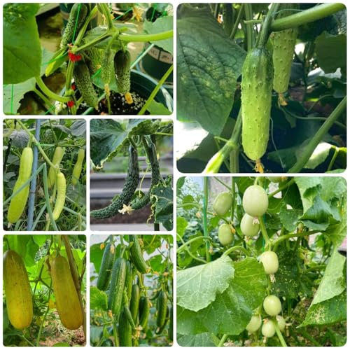 semi di cetriolo all'aperto - semi di ortaggi invernali semi di ortaggi semi di cetriolo snack cetriolo Semi di piante d'appartamento, semi di ortaggi da balcone semi di piante, semi 200pcs
