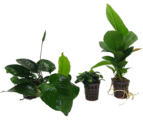 Assortimento Anubias – Heterophylla, Nana Bonsai e Barteri – Piante da Acquario Facili, Resistenti e a Crescita Lenta – Fogliame Compatto per Paesaggi Subacquei