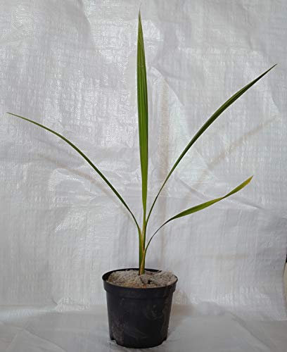 Californian Fan Palm, Desert Fan Palm,Washingtonia filifera in 17cm.- 2 Litre Pot