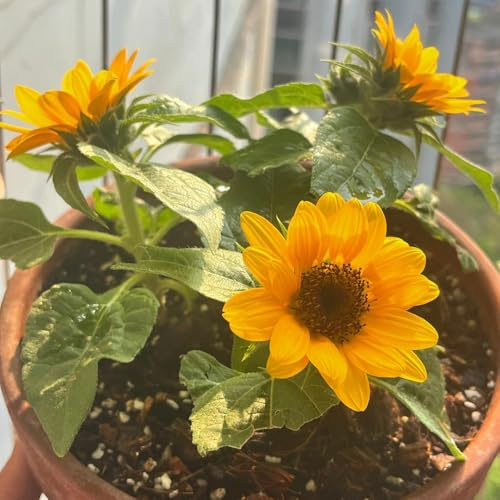semillas de girasol, resistentes al aire libre girasoles de balcón perennes resistentes raras, decoración de sala de estar, Decoración de jardín para 30pcs