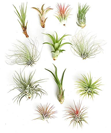 Shop Succulents | Assorted Collection of Tropical Tillandsia Air Plant Kit, Hand Selected Variety Pack | Collection of 12