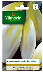 Vilmorin - Sachet graines Chicorée Witloof Platine