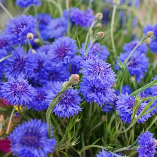 semi di fiordaliso all'aperto giardino sul balcone varietà biologiche tradizionali, esotiche da appartamento esotiche tappezzante 450pcs