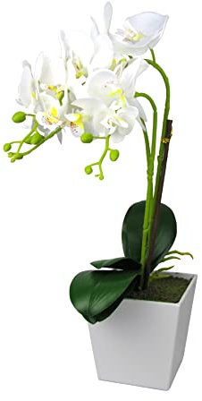 Steinmann Kunst Orchidee im rechteckigen Topf – Farbecht - Pflegeleicht – (Topf Weiß - 50cm, Weiß)