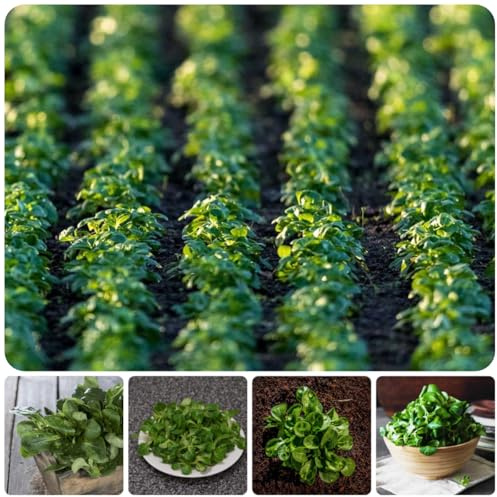 lattuga di agnello biologica varietà di esotici tradizionali Aiule rialzate per il giardino decorazioni da giardino per esterni da appartamento esotiche orto 400semi