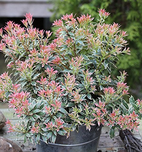 Schattenglöckchen Pieris japonica Little Heath 20-25 cm immergrün