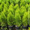 Thuja occidentalis smaragd, 2 piante alte 40/60 cm, vaso Ø18, tuia