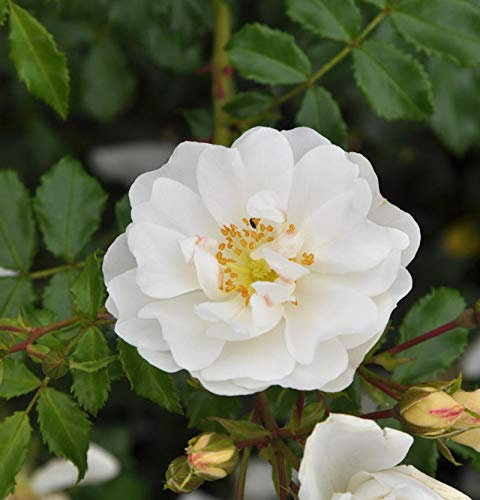 Bodendeckerrose Diamant 20-30cm - lebende Gartenpflanze aus den Baumschulen