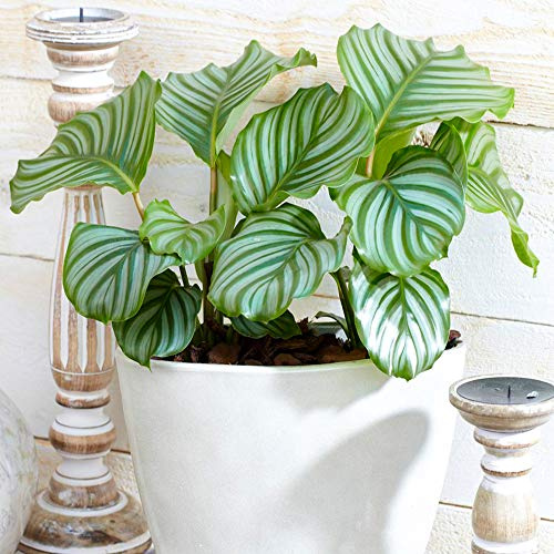 Calathea Orbifolia Korbmarante | Zimmer- oder Büropflanze | 30-40 cm mit Topf