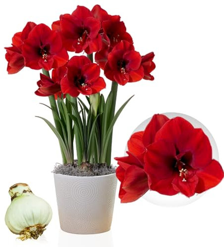 Amaryllis Red Lion bulbe, 1 pièce grand format 26/30, Exclusif, bulbes, plantes et fleurs de Hollande, Véritables Hippeastrum (pas de graines, cire et non artificiel)