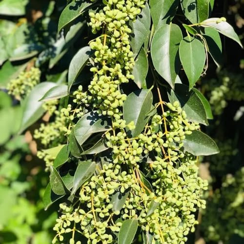 semillas de aligustre de hoja perenne - jardín, resistentes cobertura del suelo, exterior 25pcs
