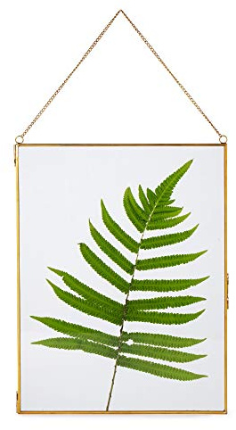 NCYP 11 x 14.1 Inches Double Glass Floating Frame for Artwork Photo, Certificate, Picture, Pressed Dried Flower Plant, Home Wall Hanging Decor, Large, Gold (Glass Frame Only)