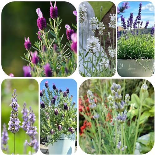 lavendel wildblumen balkonblume lavendelsamen hochbeet für sonnige plätze seltene, deko wohnzimmer blumenwiese, gartendeko 130pcs