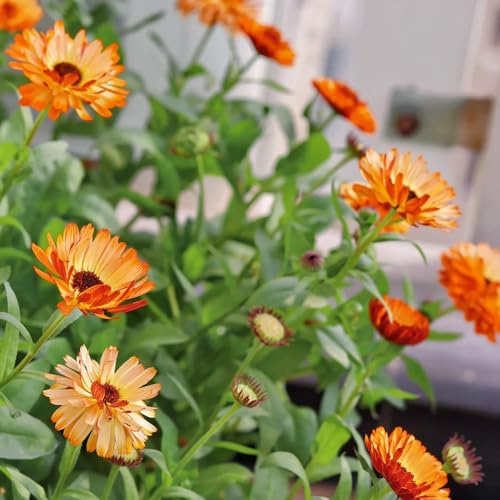 semi di calendula - balcone in vaso semi di per balcone Decorazioni giardino per esterni rampicanti, giardino 400semi