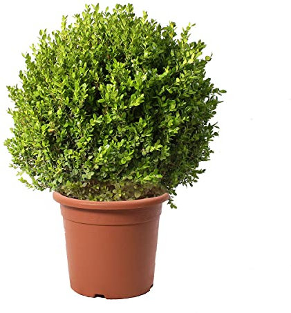 KENTIS - Buchsbaum Kugel Pflanzen - Buxus Sempervirens Echte Gartenpflanzen - Hoch 60-70 cm Topf Ø 30 cm