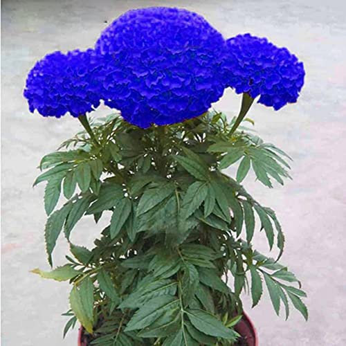 Saterkali Blaue Ringelblumensamen, 200 Stück, blaue Ringelblumensamen, Bonsai-Chrysanthemen, Blumen, Gartenpflanzen, Hofdekoration