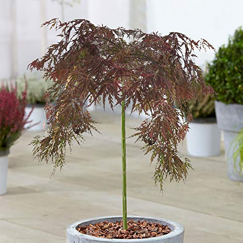 Arbre Acer Inaba Shidare | Superbe Érable japonais - Arbres en pot pour petits jardins