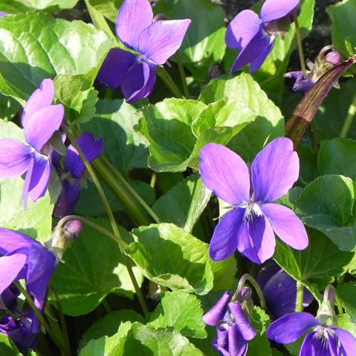 Duftveilchen pflanzen - samen wiesenblumen samen wildblumensamen zimmerpflanze exotische samen pflanzen garten pflanzensamen pflanztopf bonsai samen - Seltene pflanzen - Duftveilchen 200pcs