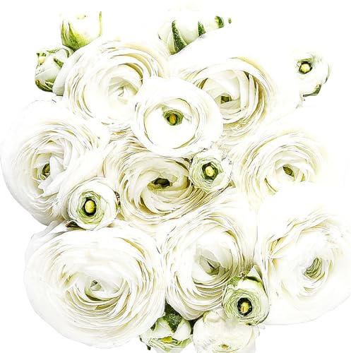 White French Peony Ranunculus - 12 Largest Size Corms, Premium Bulbs for Stunning White Blooms, Ideal for Garden Beds, Perfect for Spring Planting 2025, Elegant Peony-Like Flowers