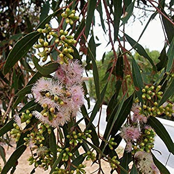 Potseed Las Semillas de eucalipto Calycogona Grosella Espinosa Mallee (E 73)