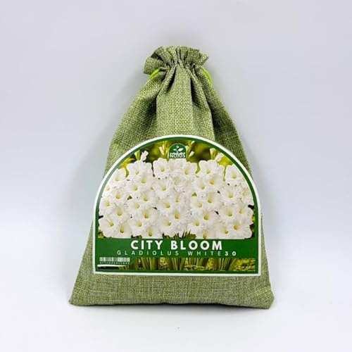 Nojus City Bloom Gladiolus White 30 – Mix di Bulbi di Gladiolo Bianchi, Fiori Estivi Eleganti per Giardino, Aiuole, Bordure e Fiori Recisi – 30 Pezzi