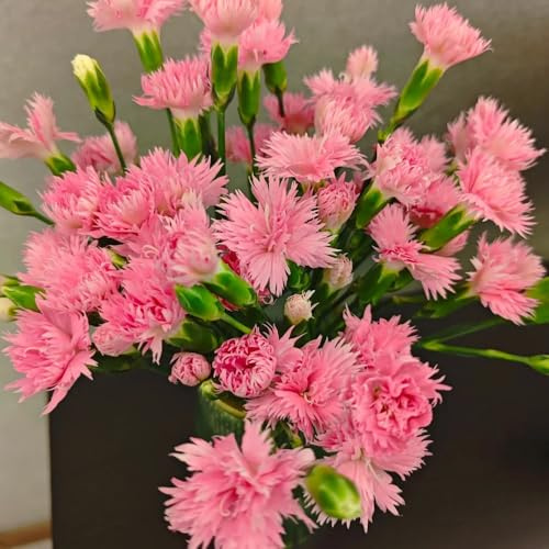semi di garofano perenni resistenti - biologici giardino primaverili pascolo esotiche 1000pcs