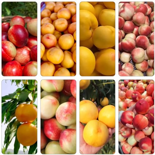 Nektarinenbaum pflanzendeko bio obstbaum kräutersamen wildkräuter pflanzenkübel gartenpflanzen baumsamen hochbeet balkon dekopflanzen säulenobst topfpflanzen säulenobstbäume 15samen