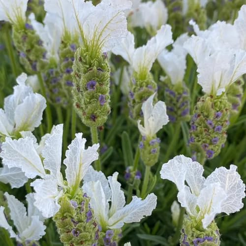 semi di lavanda resistenti, lavanda autunnali resistenti, selvatiche balcone giardino 300pcs
