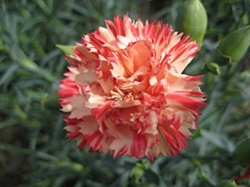 100 Carnation Orange Sherbet Seeds - Dianthus Caryophyllus - 100 Seeds