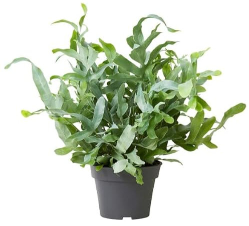 Phlebodium Aureum Blue Star | DECOALIVE | Helecho Natural para Interior y Exterior con Hojas Azuladas
