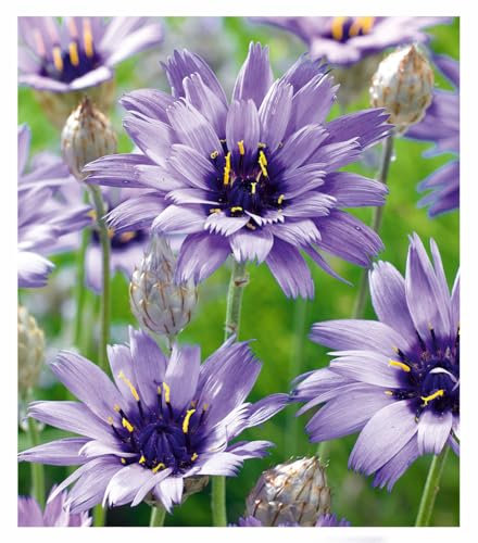 BALDUR Garten Blaue Rasselblume 'Catananche',3 Pflanzen, erinnert an Kornblumen, trockenheitsverträglich, bienenfreundlich, winterhart, blüht über viele Wochen, ideal für naturnahe Gärten