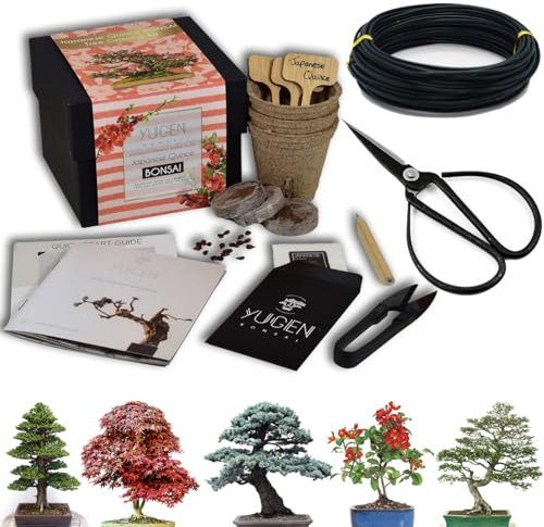 Novice Bonsai Tree Starter Kit Bundle | Grow Your Own Bonsai Tree | All-in-One Set | Choose from 5 Species (Japanese Quince)