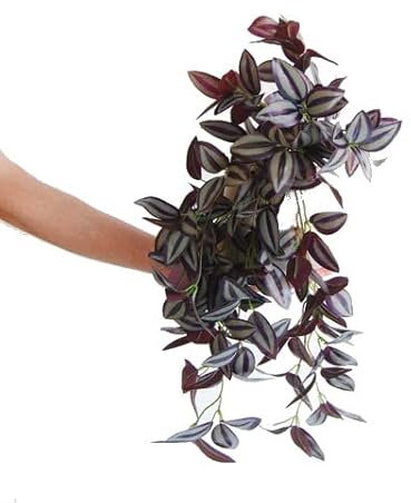 Planta Natural Fácil de Cuidar con Hojas Llamativas Tradescantia Zebrina