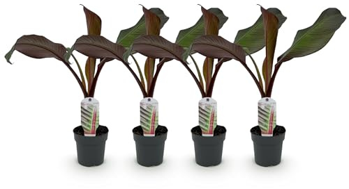 Pianta da frutto - Pianta di banano - Ensete ventricosum Maurelli - Difficile | 4 pezzi - 30cm - Ø12cm - Pianta da giardino
