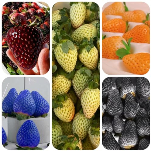 semi di fragola perenne, fragola giardino resistente fragole appese, fragola biologici, varietà antiche da appartamento 125pcs