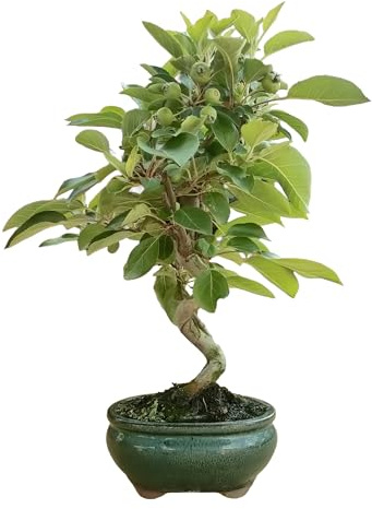 Bonsai de Manzano de 7 Años, Árbol Frutal de Exterior, Hoja Caduca, con Manzanas