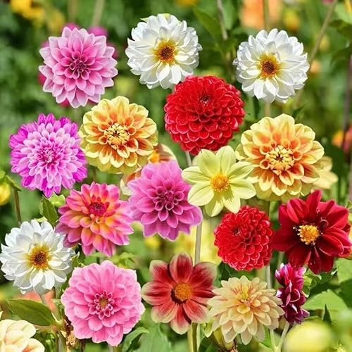 Generisch No-Gmo 90 Samen, Dahlien-Pompon-Blumenmischung, Gartenblumensamen, Erbstücksamen für Gartenfreunde, Unisex-Erwachsene, Gartenblumen-Samen