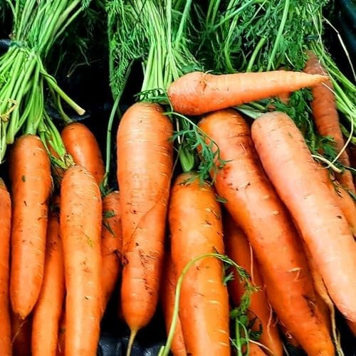 Carrot Charisma 2-1000 Seeds + Plant tag + Freebie - Daucus Carota - Early Carrot