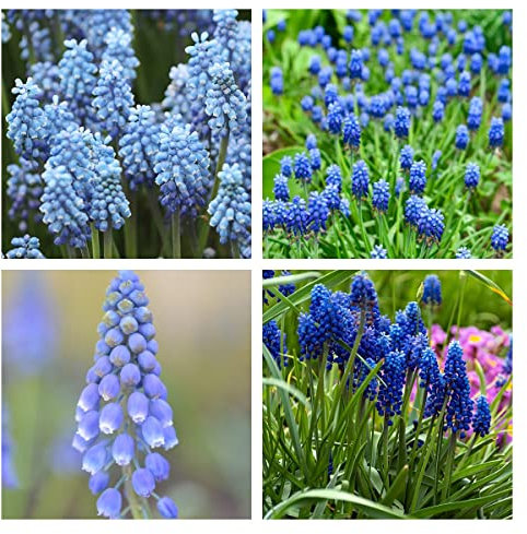 Traubenhyazinthen Zwiebeln Blumenzwiebeln MehrjäHrig Winterhart Blumen Deko Hyazinthen Zwiebeln Frisch Blumenstrauß Winterharte Pflanzen FüR Garten Geschenk Hyacintzwiebeln Balkonblumen 6 Zwiebel