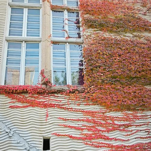 wilder wein pflanze winterhart samen, bienenwiese saatgut mehrjährig winterhart,pflanzen garten samen hochbeet,bodendecker pflanzen gartenblumen mehrjährig winterhart,balkon beet 300pcs