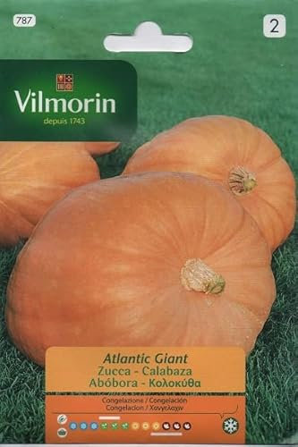 Semi Di Zucca Gigante Atlantic S-2, Busta 2 Gr