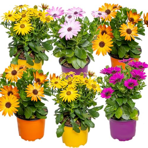 Bloomique - Lot de 6 - Osteospermum - Marguerite du Cap - Mélange de couleurs - Plantes de jardin - Plantes de massif - 15-20 cm de haut - Pot 10,5 cm