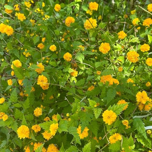 300 pcs Ranunkelstrauch Winterhart Samen dekoration wohnzimmer saat blumenwiese Kerria japonica Samen, wildblumenwiese saatgut mehrjährig pflanzen samen pflanzen samen, bäume pflanzen,