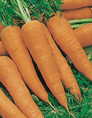 Suttons Organic Carrot Seeds, Autumn King 2, Large and Uniform, Heavy Cropping, Stores Well, Exceptional Colour, Average Packet Contents 400 Seeds